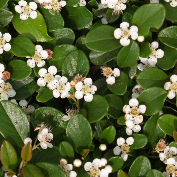 Im Bild ist eine Teppichmispel mit grünen Blättern und kleinen weißen Blüten zu sehen.