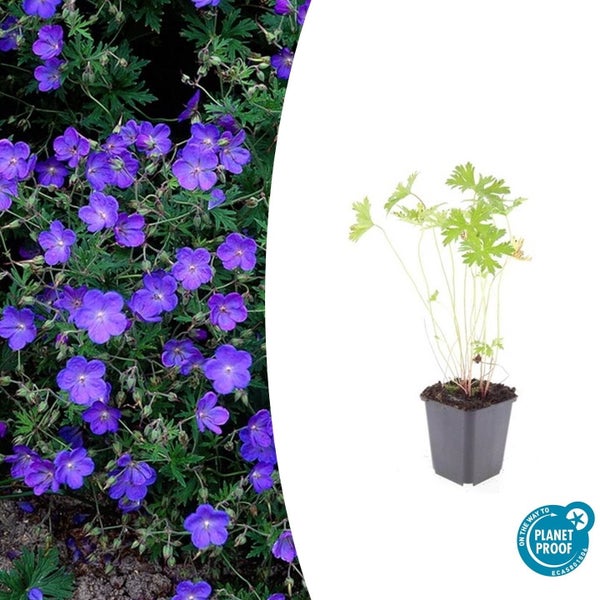 Bodendecker - Storchschnabel - Geranium pratense 'Johnson's Blue' - 9cm Topf - Set mit 6 Pflanzen