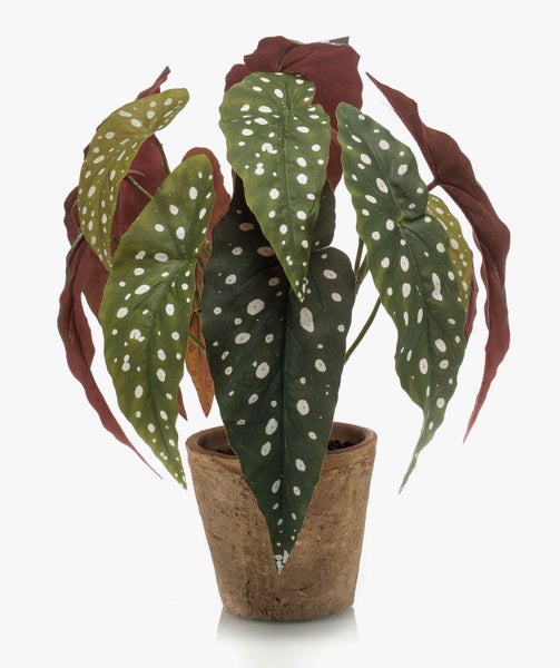 Nahaufnahme von Begonia maculata Blättern mit markanten weißen Punkten auf grüner Oberfläche und rötlicher Unterseite.