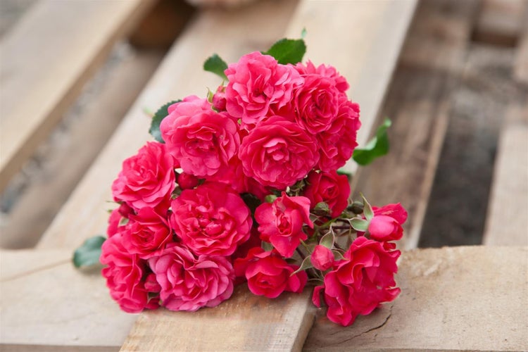 Rosa 'Gärtnerfreude', Rose, pink, 5-7,5 Liter Container