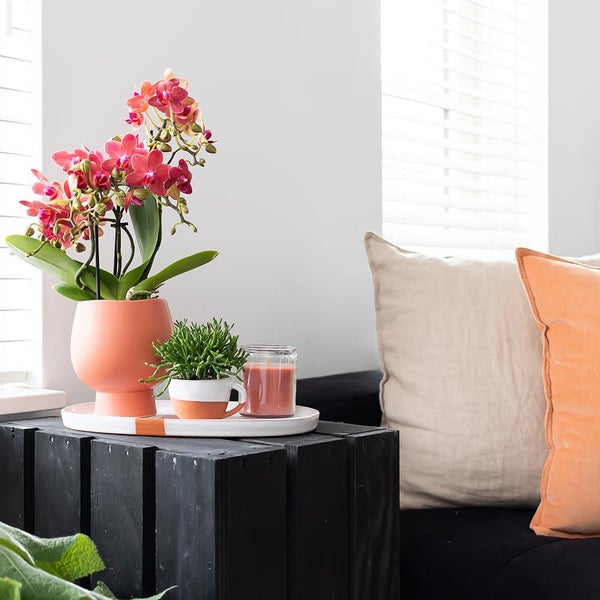 Collage mit Personen, die Orchideen in Kartons verpacken