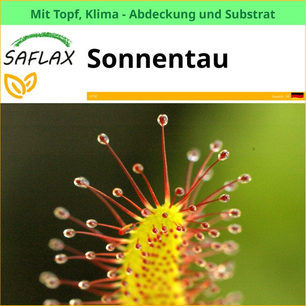 Saflax Sonnentau im Topf mit Klimaabdeckung und Substrat