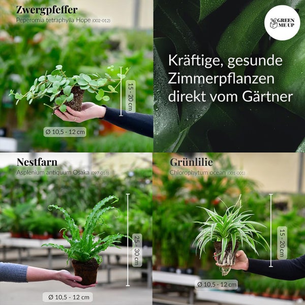 Nestfarn, Grünlilie & Zwergpfeffer – Hängende Zimmerpflanzen Katzenliebe - Tierfreundliches Set - Höhe 15-30 cm - Töpfe 10,5-12 cm