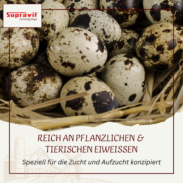 Wachteleier in einem Nest mit Supravit Logo und Hinweis auf eiweißreiches Futter für die Geflügelzucht.