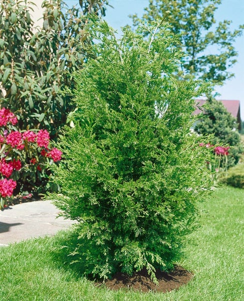 Im Garten steht ein grüner Wacholderbaum.