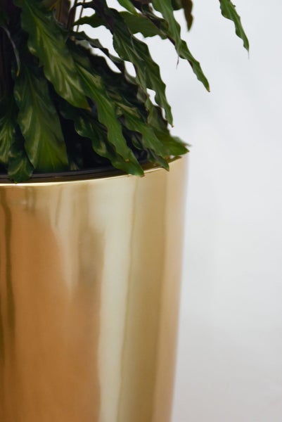 Zimmerpflanze mit gewellten grünen Blättern in einem glänzenden, goldfarbenen Blumentopf.