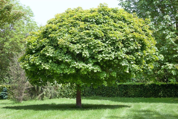 Kugel-Ahornbaum im Garten