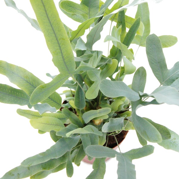 Goldtüpfel-Farn Blue Star, Phlebodium aureum, 12cm