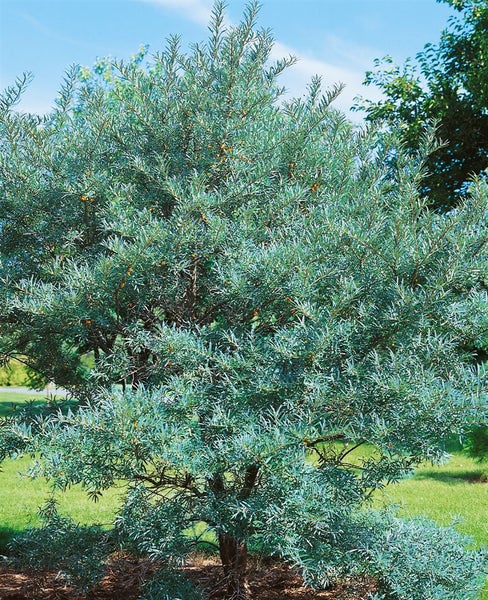 Hippophae rhamnoides, Sanddorn, 40–60 cm