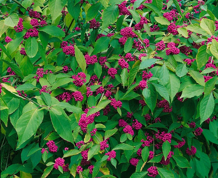 Callicarpa bodinieri 'Profusion', Schönfrucht, violette Beeren, 40–60 cm