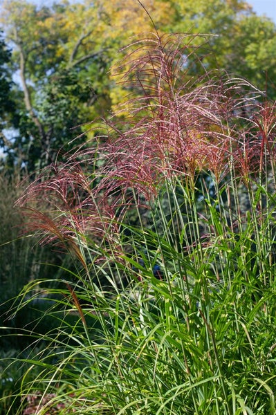 Miscanthus sinensis 'Pünktchen', Chinaschilf, grün-gelb, 3-5 Liter Topf