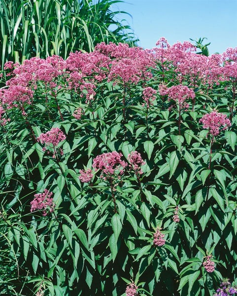 Eupatorium fistulosum 'Glutball', Wasserdost, purpurrot, ca. 11x11 cm Topf