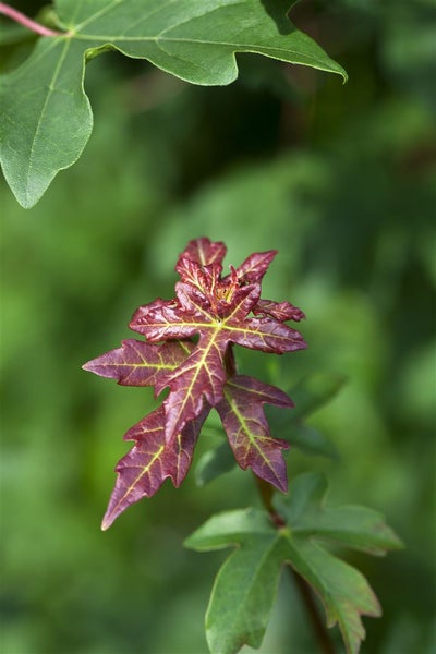 Acer campestre, Feldahorn, 60–100 cm