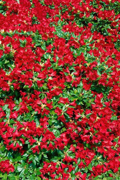 Rhododendron repens 'Baden Baden', rot, 25–30 cm