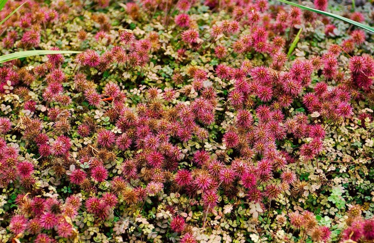 Acaena magellanica, Stachelnüsschen, ca. 9x9 cm Topf