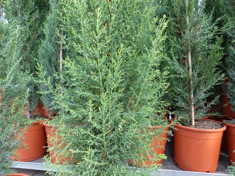 Scheinzypresse im terracottafarbenen Kunststofftopf.