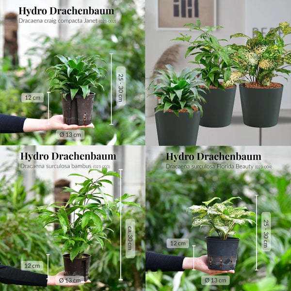 Collage mit vier verschiedenen Drachenbaum-Sorten im Topf