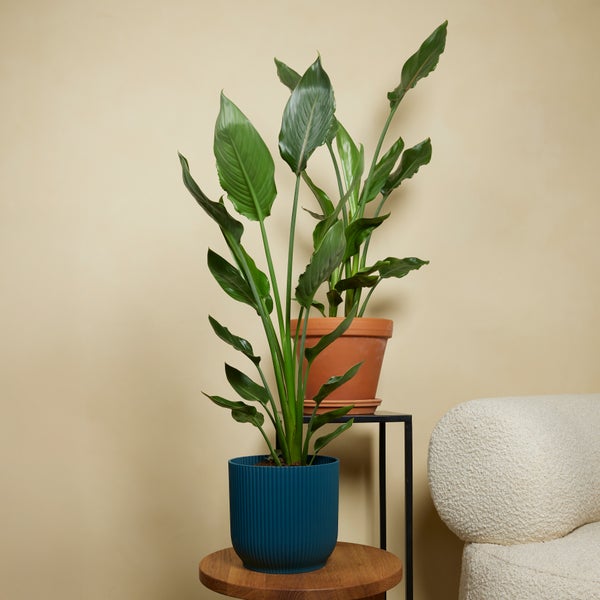 Bloomique - Strelitzia Reginae - Paradiesvogelpflanze - Paradiesvogelblume - Zimmerpflanzen - Luftreinigend - Pflegeleicht - Höhe 60-80 cm - Topf 19 cm