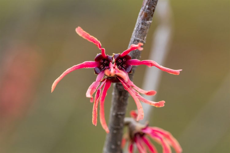 Hamamelis intermedia 'Ruby Glow', Zaubernuss, rot, 60–80 cm