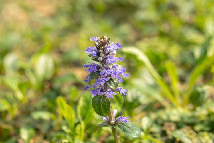 Ajuga reptans, Günsel, ca. 9x9 cm Topf, bodendeckend