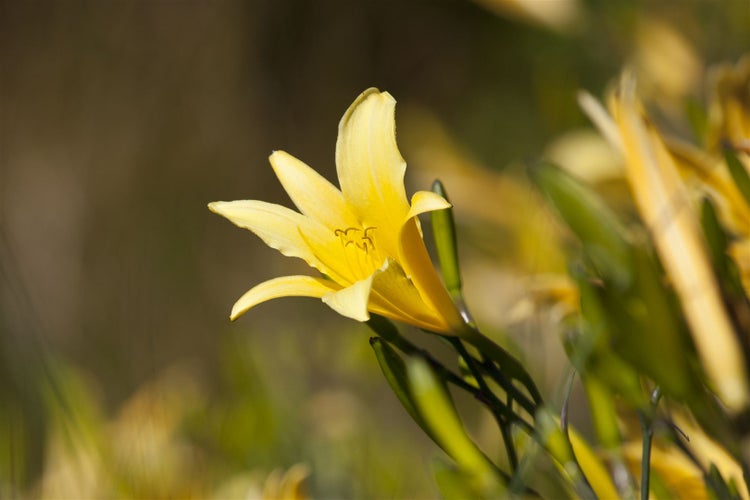 Hemerocallis lilioasphodelus, Taglilie, gelb, ca. 11x11 cm Topf