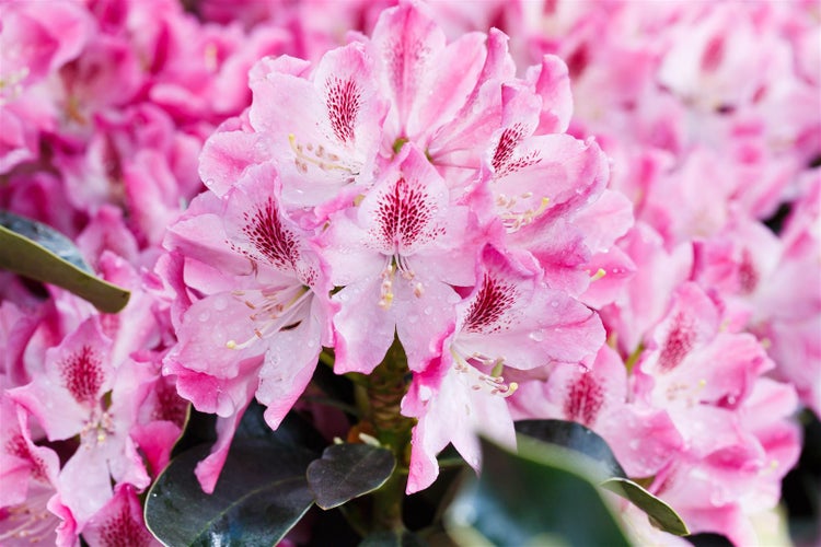 Rhododendron Hybr. 'Helen Martin', rosa Blüten, 40–50 cm