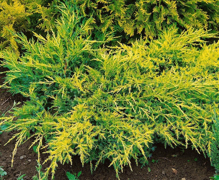 Juniperus pfitzeriana 'Gold Coast', Wacholder, goldgelb, ca. 9x9 cm Topf
