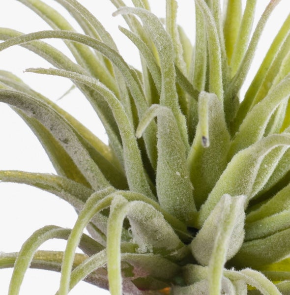 Nahaufnahme einer Tillandsia Luftpflanze mit behaarten Blättern und dunkler Basis.