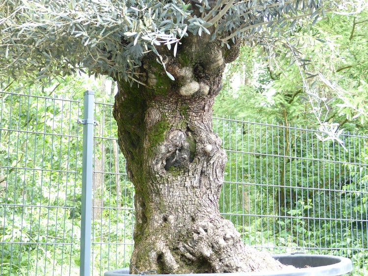 exakt dieser Baum Nr. 24X, 230 cm, Olivenbaum, Bonsai, knorrige alte urige Olive winterhart