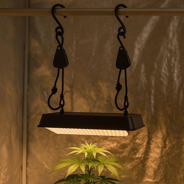 LED Pflanzenlampe an Seilratschen aufgehängt über einer grünen Pflanze in einem Zuchtzelt.