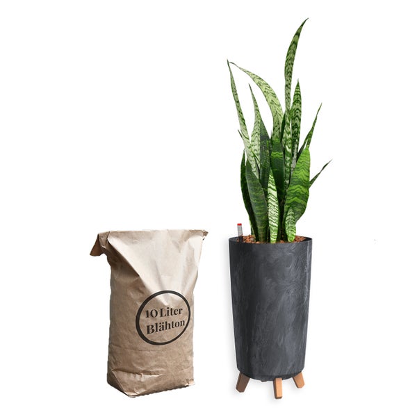 Zimmerpflanze in einem Topf mit einer Tüte Blähton