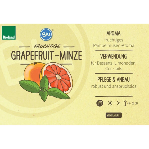 Grapefruit-Minze in BIO-Qualität - Mentha suaveolens x piperita - Kräuterpflanze im 12cm Topf
