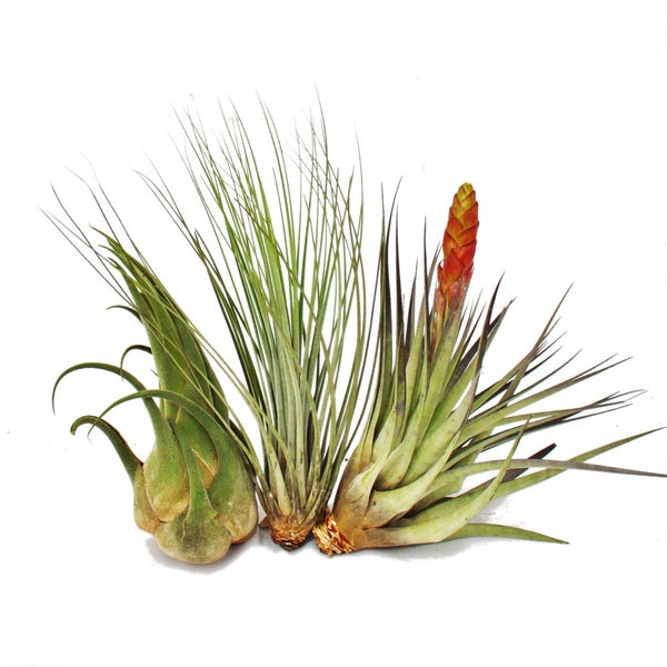 Tillandsia Mix bestehend aus drei unterschiedlichen Luftpflanzen ohne Topf, eine Pflanze mit rötlicher Blüte.