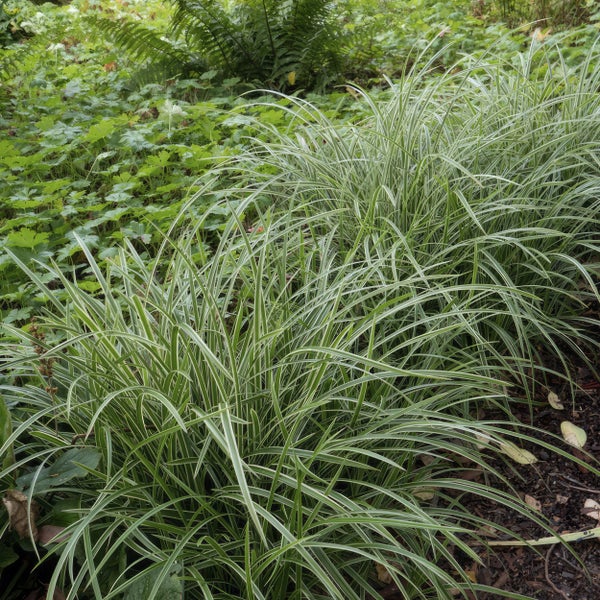Japan-Segge Carex morrowii mit bogig überhängenden grün-weißen Blättern in einem Gartenbeet.