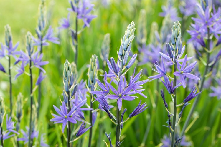 Camassia quamash, Prärielilie, blau, ca. 11x11 cm Topf