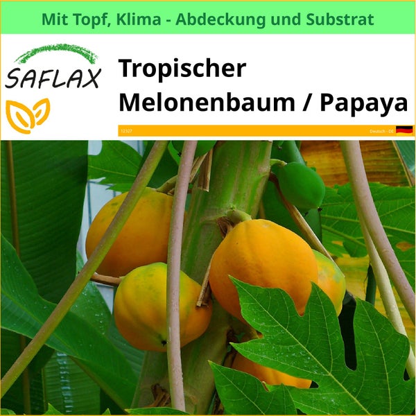 SAFLAX Garden to go - Tropischer Melonenbaum / Papaya - Carica papaya - 30 Samen - Mit Topf, Klima - Deckel und Anzuchtsubstrat