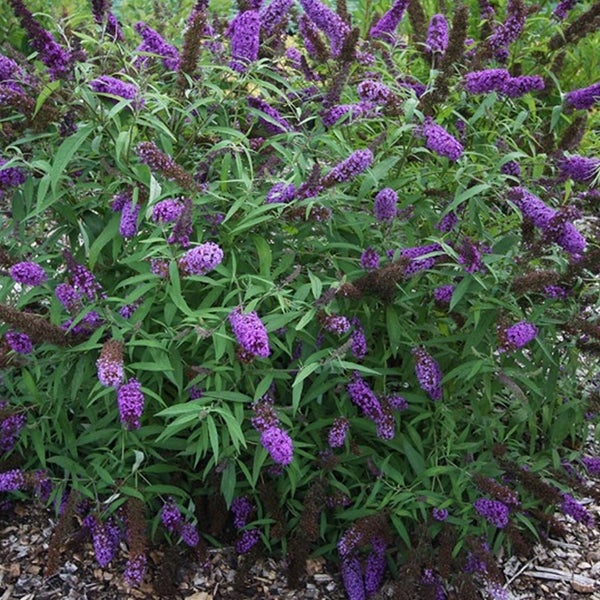 Schmetterlingsflieder mit violetten Blüten und grünen Blättern