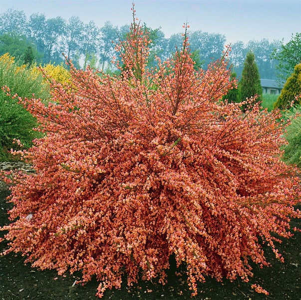 Cytisus scoparius 'Frisia', Besenginster, gelb, 60–80 cm