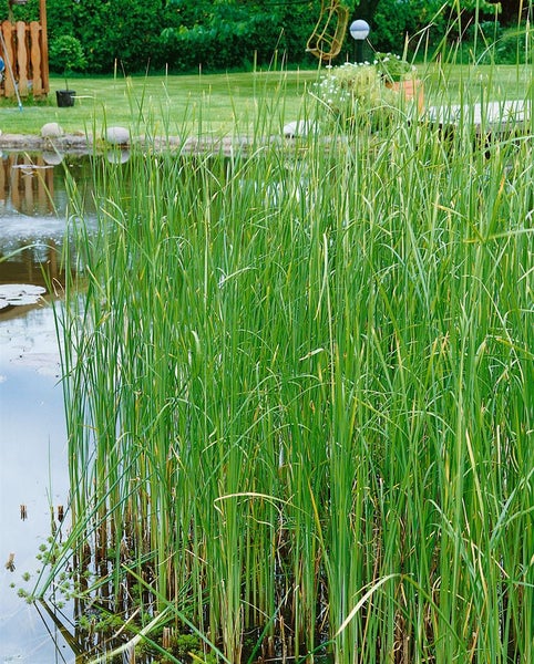 Typha laxmannii, Rohrkolben, ca. 9x9 cm Topf