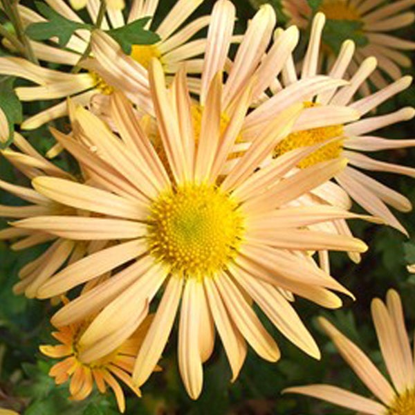 Nahaufnahme von gelben Chrysanthemenblüten