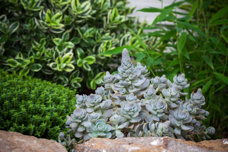 Nahaufnahme von Sukkulenten in einem Gartenbeet mit verschiedenen Pflanzen