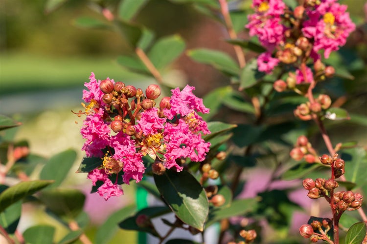 Lagerstroemia indica 'Petite Pink', Indischer Flieder, rosa, 40–60 cm
