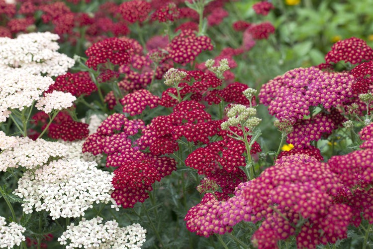 Achillea millefolium 'Red Velvet', Schafgarbe, rot, ca. 9x9 cm Topf