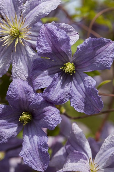 Clematis viticella 'Prince Charles', Waldrebe, hellblau, 100–150 cm