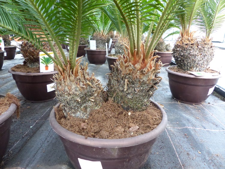 Cycas revoluta Sagopalmfarn in einem Pflanztopf mit zwei Stämmen und grünen Farnwedeln.