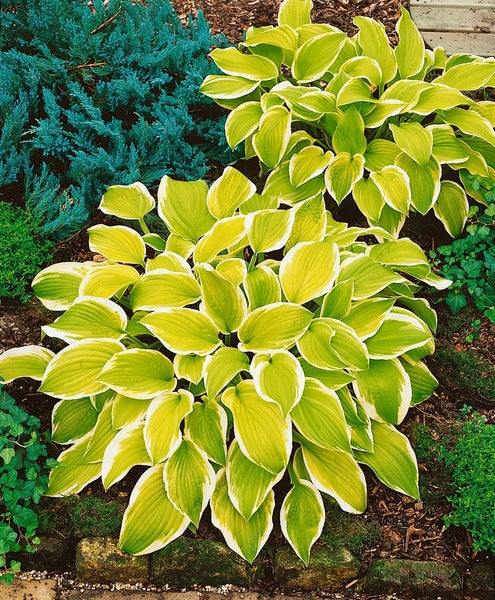 Funkienpflanze mit breiten Blättern im Gartenbeet