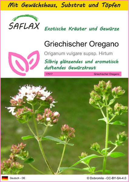SAFLAX Anzucht Set - Griechischer Oregano - Origanum vulgare supsp. Hirtum - 600 Samen - Mit Mini-Gewächshaus, Anzuchtsubstrat und 2 Töpfen
