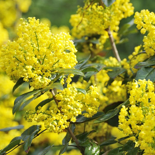 Nahaufnahme von Mahonienblüten
