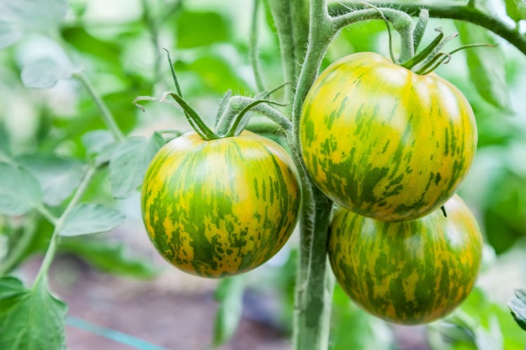 SAFLAX Geschenk Set - BIO - Tomate - Green Zebra - Solanum lycopersicum - 10 Samen - Mit Geschenkbox, Versandaufkleber, Geschenkkarte und Anzuchtsubstrat