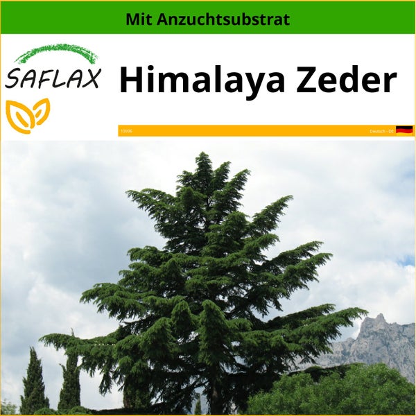 SAFLAX  - Himalaya Zeder - Cedrus deodara - 35 Samen - Mit keimfreiem Anzuchtsubstrat